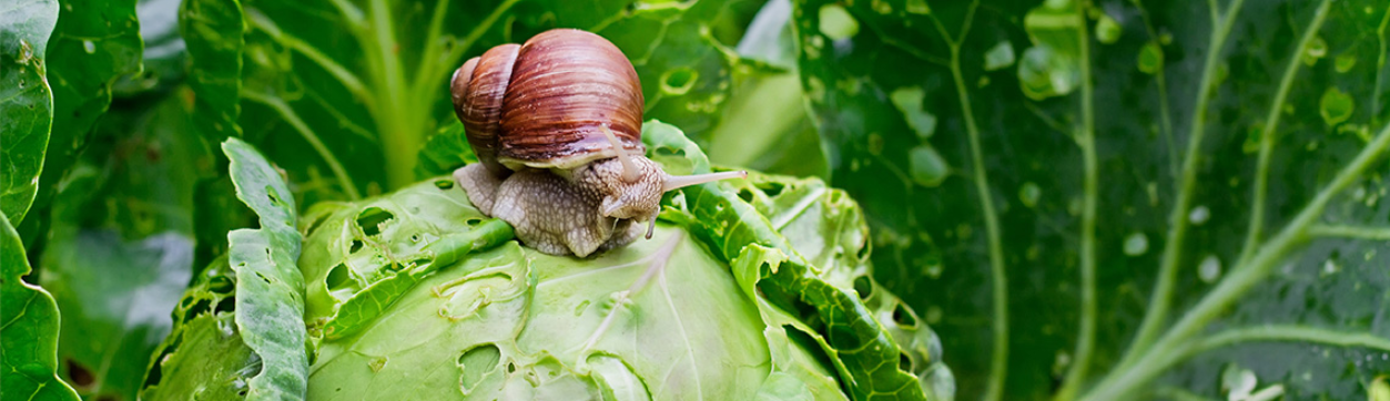 slakken in je moestuin bestrijden voorkomen Welkoop